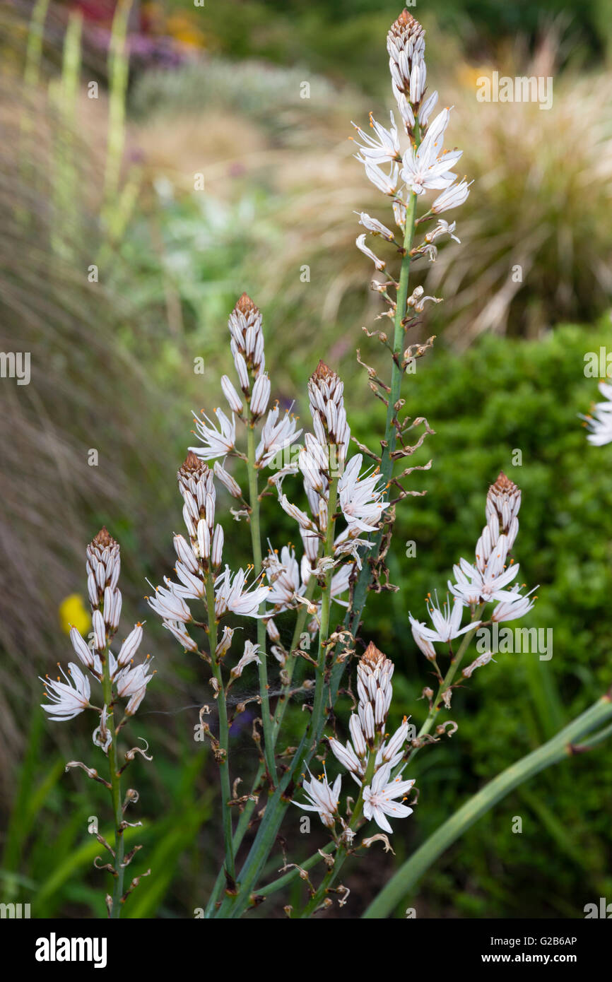 Flowerhead ramification d'une branche de l'asphodèle Asphodelus ramosus, à partir de la Méditerranée Banque D'Images
