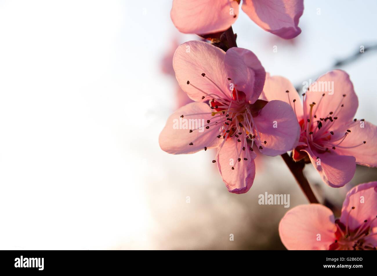 Libre de branche de l'arbre d'abricot avec des fleurs roses au printemps. L'espace sur le côté gauche Banque D'Images