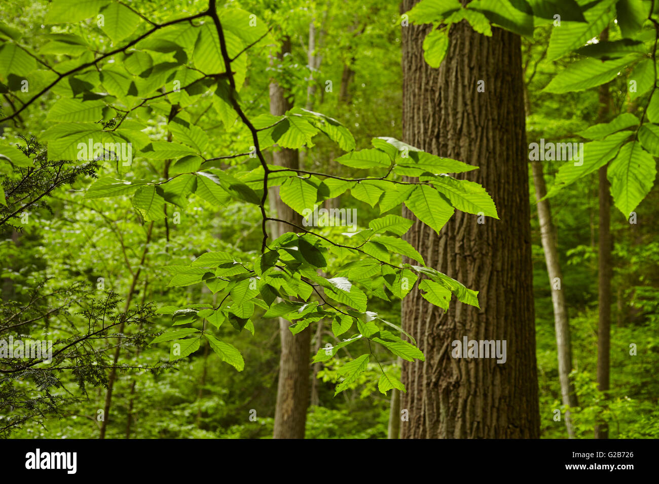 Forêt du centre du littoral au printemps, Holtwood, comté de Lancaster, Pennsylvanie, USA Banque D'Images