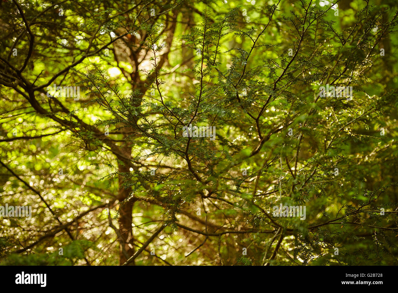 Forêt du centre du littoral au printemps, Holtwood, comté de Lancaster, Pennsylvanie, USA Banque D'Images