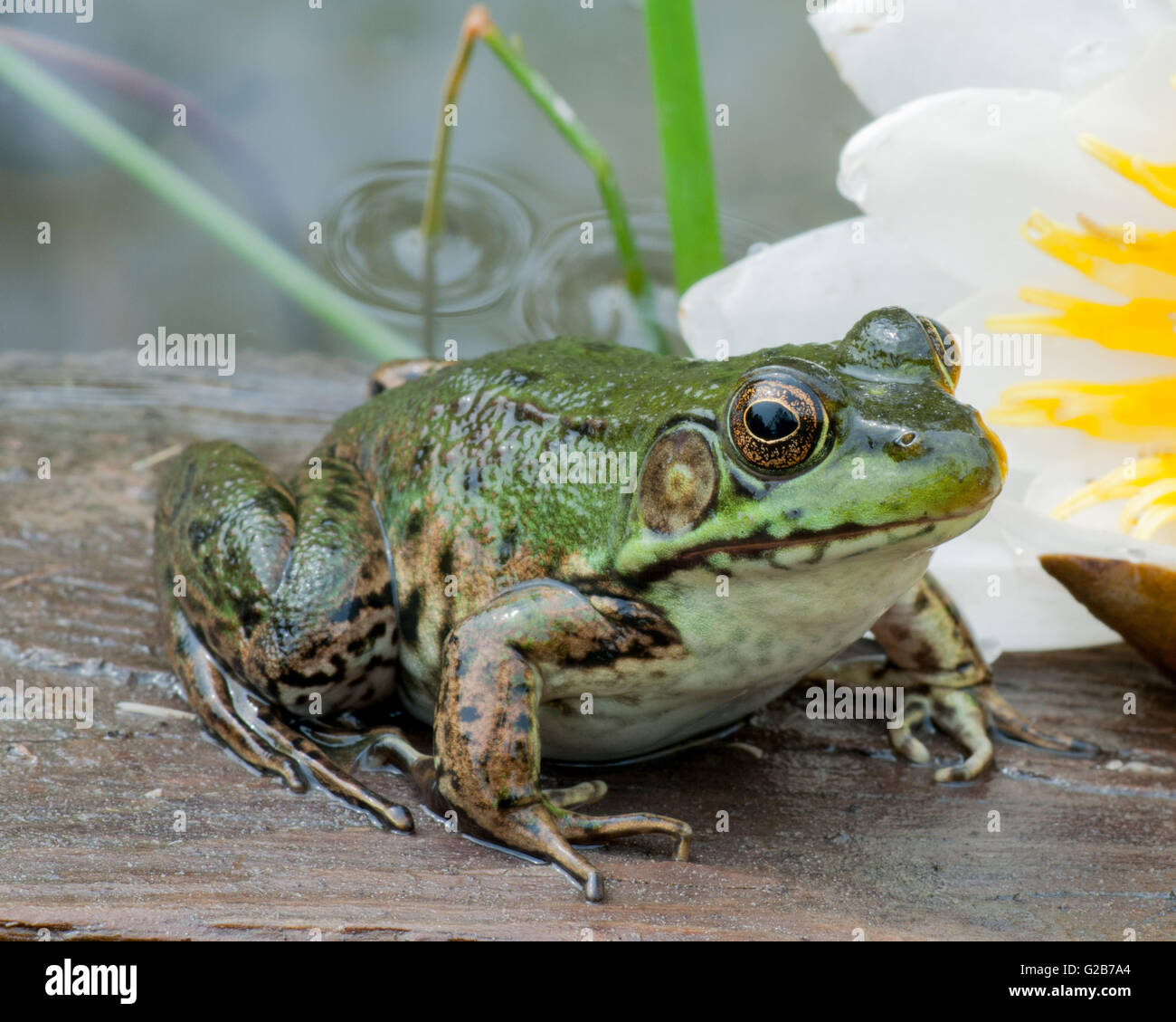 Gros plan macro Bullfrog dans un étang en début d'été. Banque D'Images
