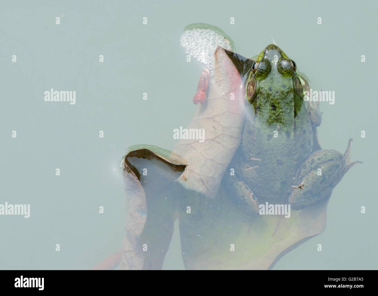 Gros plan macro Bullfrog dans un étang en début d'été. Banque D'Images