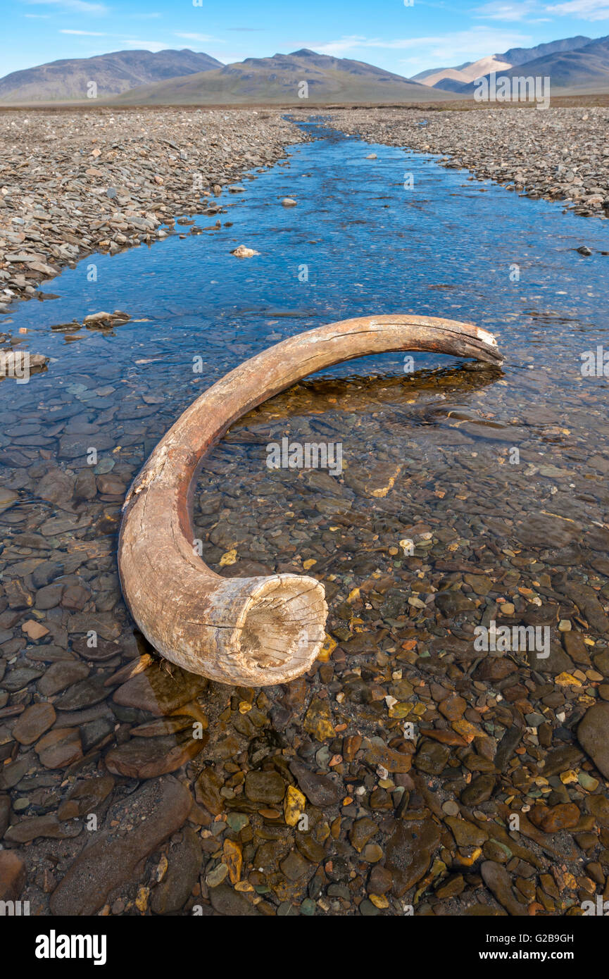 Mammoth tusk dans une rivière près du village de l'île Wrangel, douteux, Chuckchi Mer, Extrême-Orient russe, Site du patrimoine mondial de l'UNESCO Banque D'Images