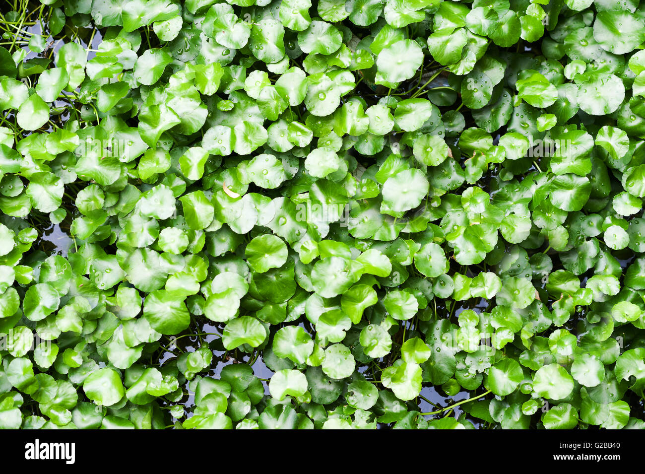 L'eau d'une ombelle ou feuilles de Centella asiatica . Banque D'Images