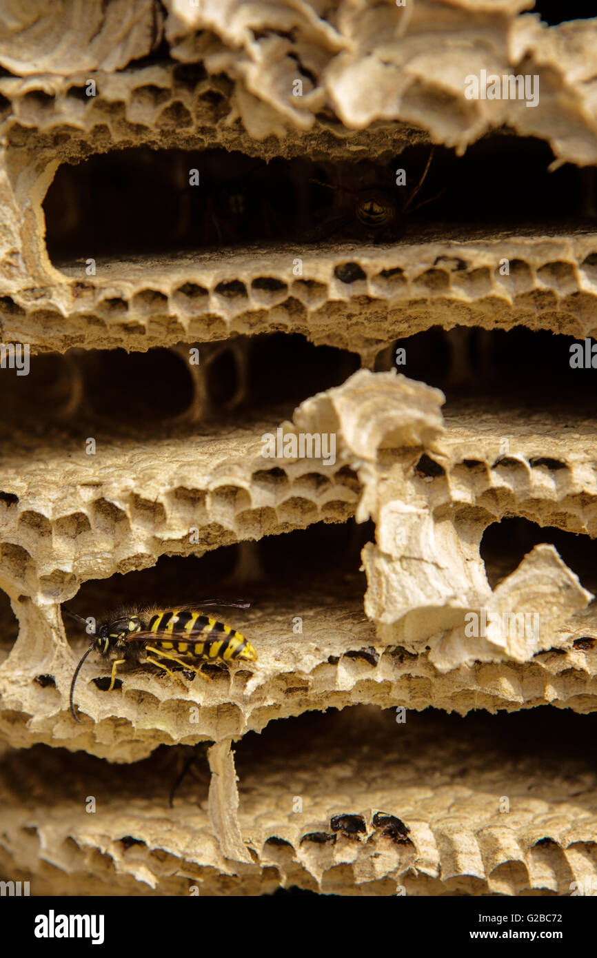 Close up image de la structure interne d'un nid de guêpes Banque D'Images