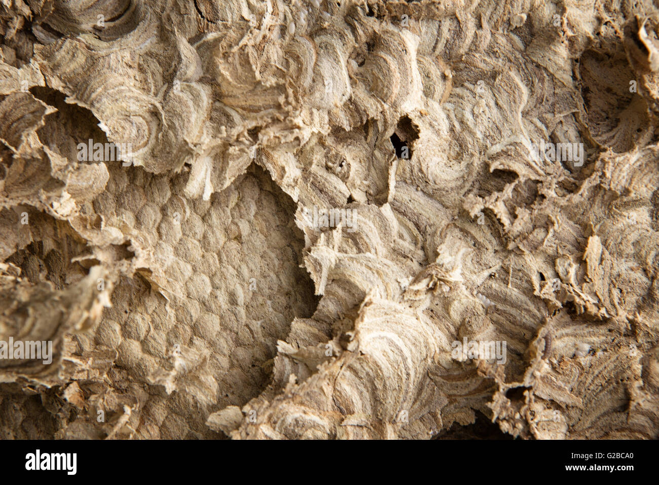 Close up image de la structure à l'intérieur d'un nid de guêpes Banque D'Images