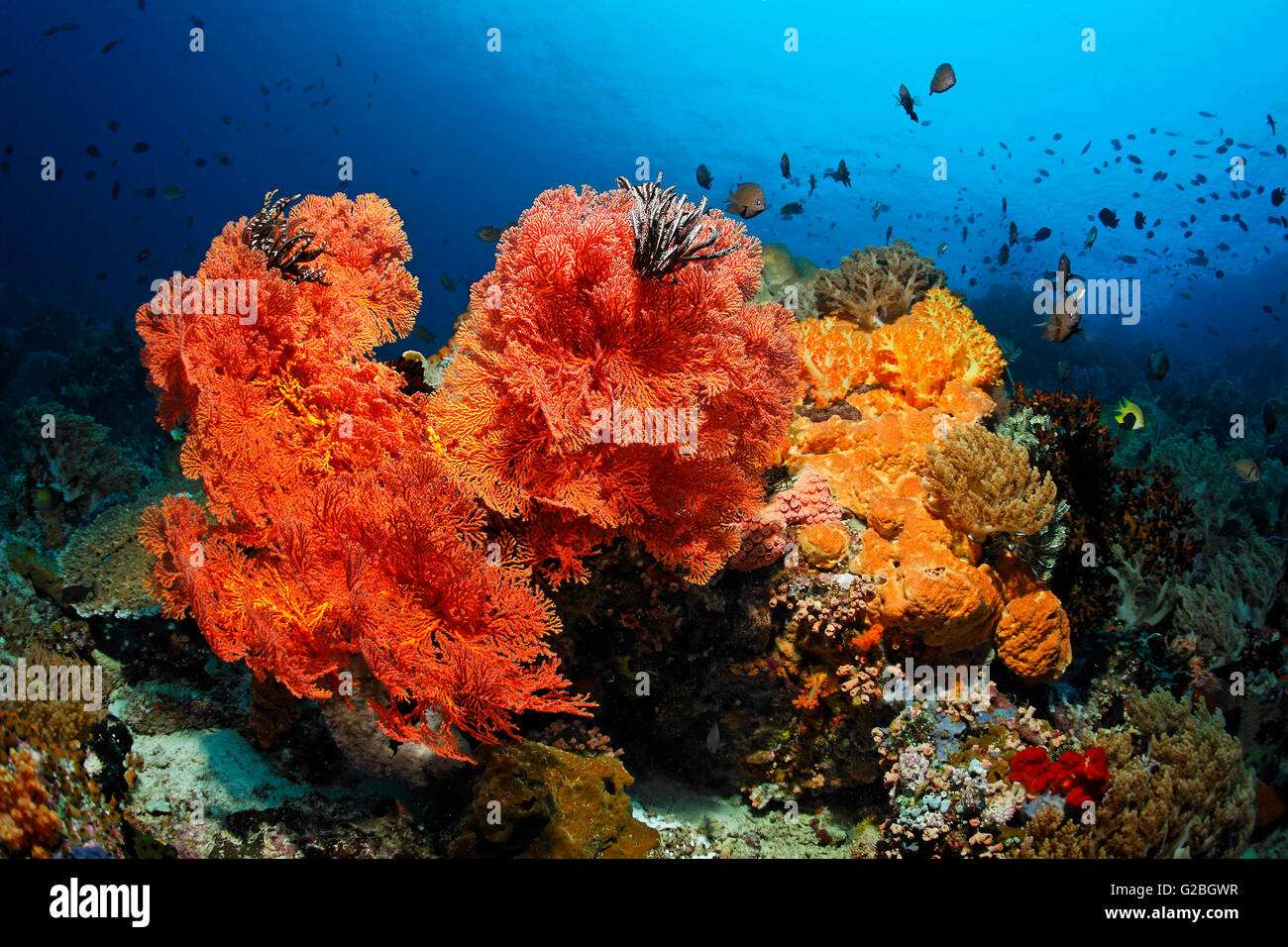 Colonie de coraux, poissons, invertébrés, coraux durs, coraux mous, éponges, gorgones, sea squirt, Grande Barrière de Corail, Queensland Banque D'Images