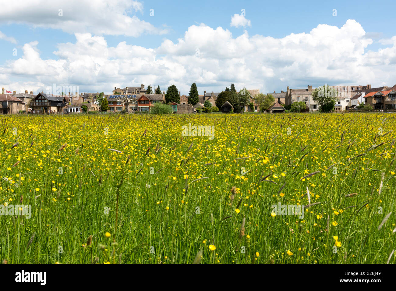 Une vue sur St Ives Cambridgeshire UK à travers un champ ou pré de renoncules Banque D'Images