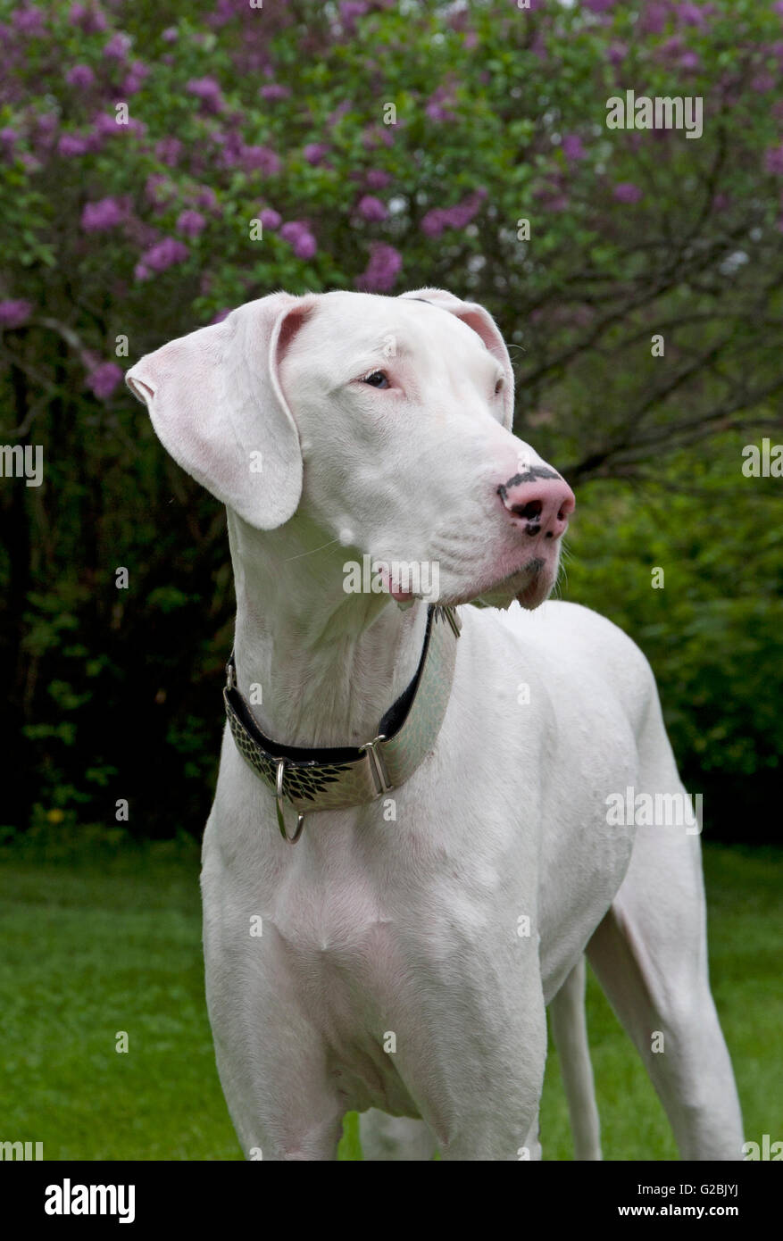 Portrait de chien dogue allemand blanc Banque D'Images