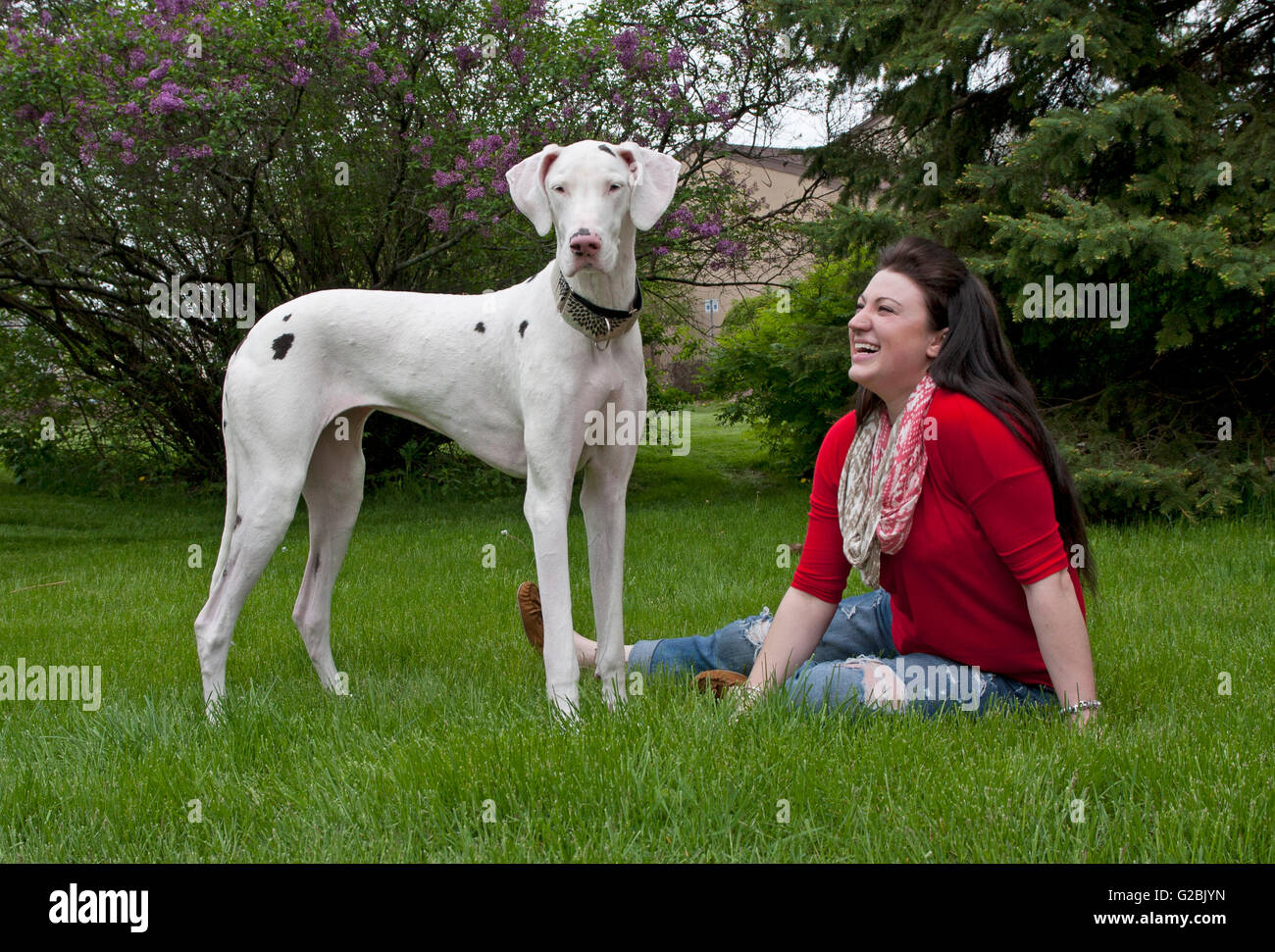 Femme en rouge rit à son chien Dogue Allemand Banque D'Images