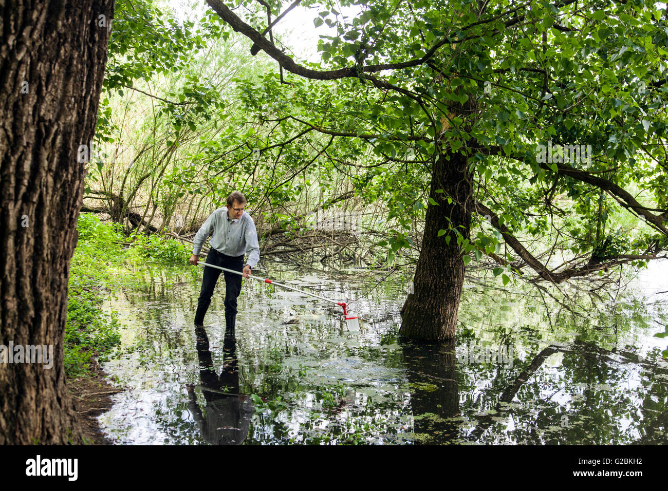 Chef du groupe de recherche du professeur biologiste Dr. Jens Boenigk prend un échantillon d'eau dans un étang envahi. Banque D'Images