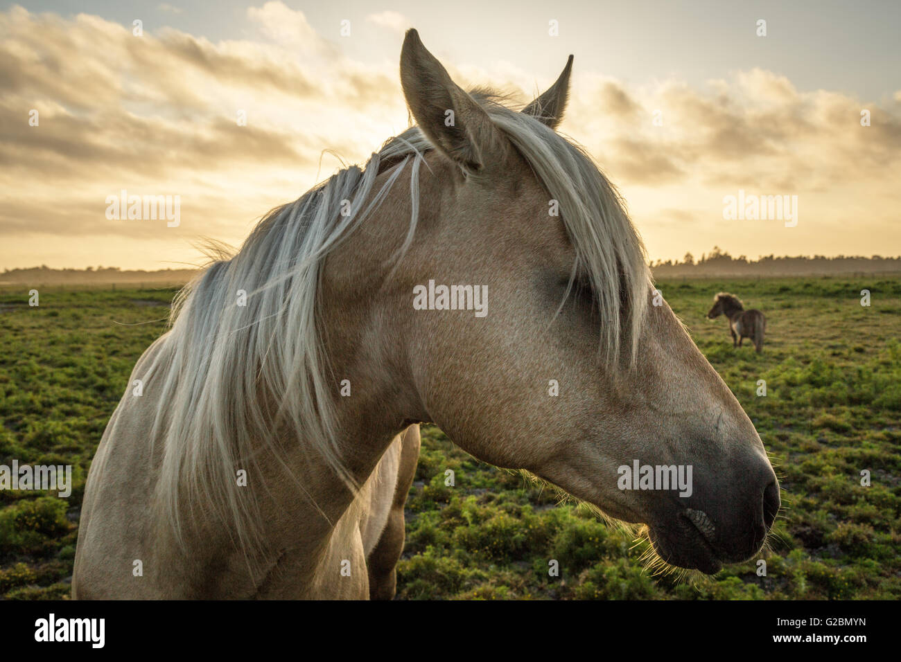 Profil d'un cheval, close-up, avec un mini-cheval dans l'arrière-plan. Banque D'Images