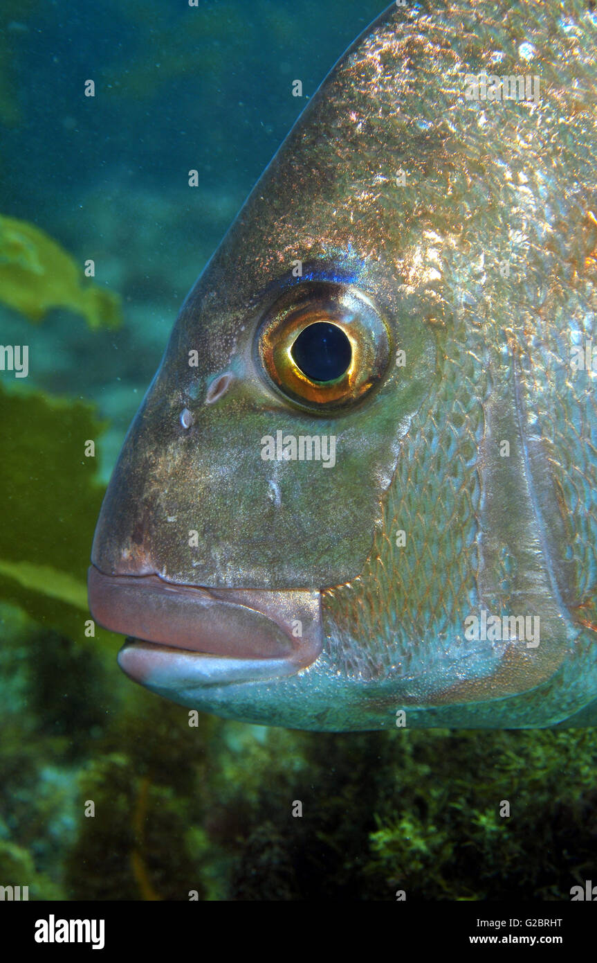 Australasian snapper Pagrus auratus Banque D'Images