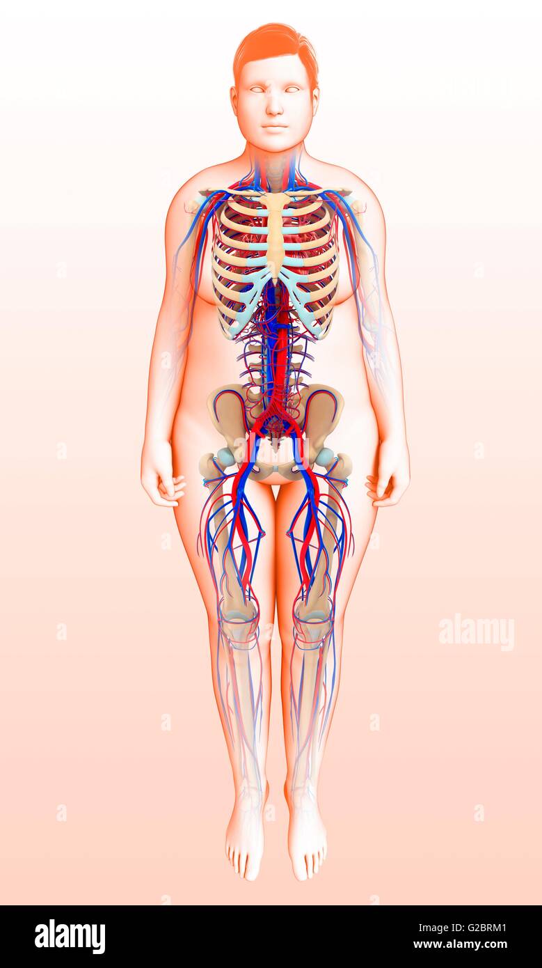 L'anatomie humaine, de l'illustration. Banque D'Images