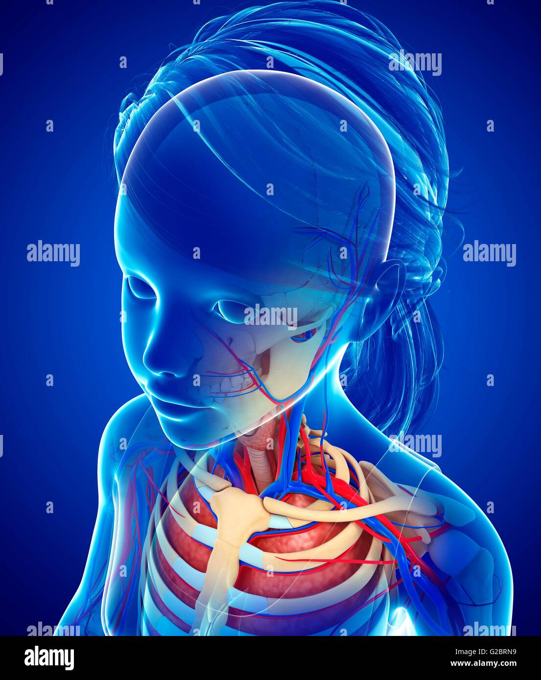 Système vasculaire humain du cou, de l'illustration. Banque D'Images