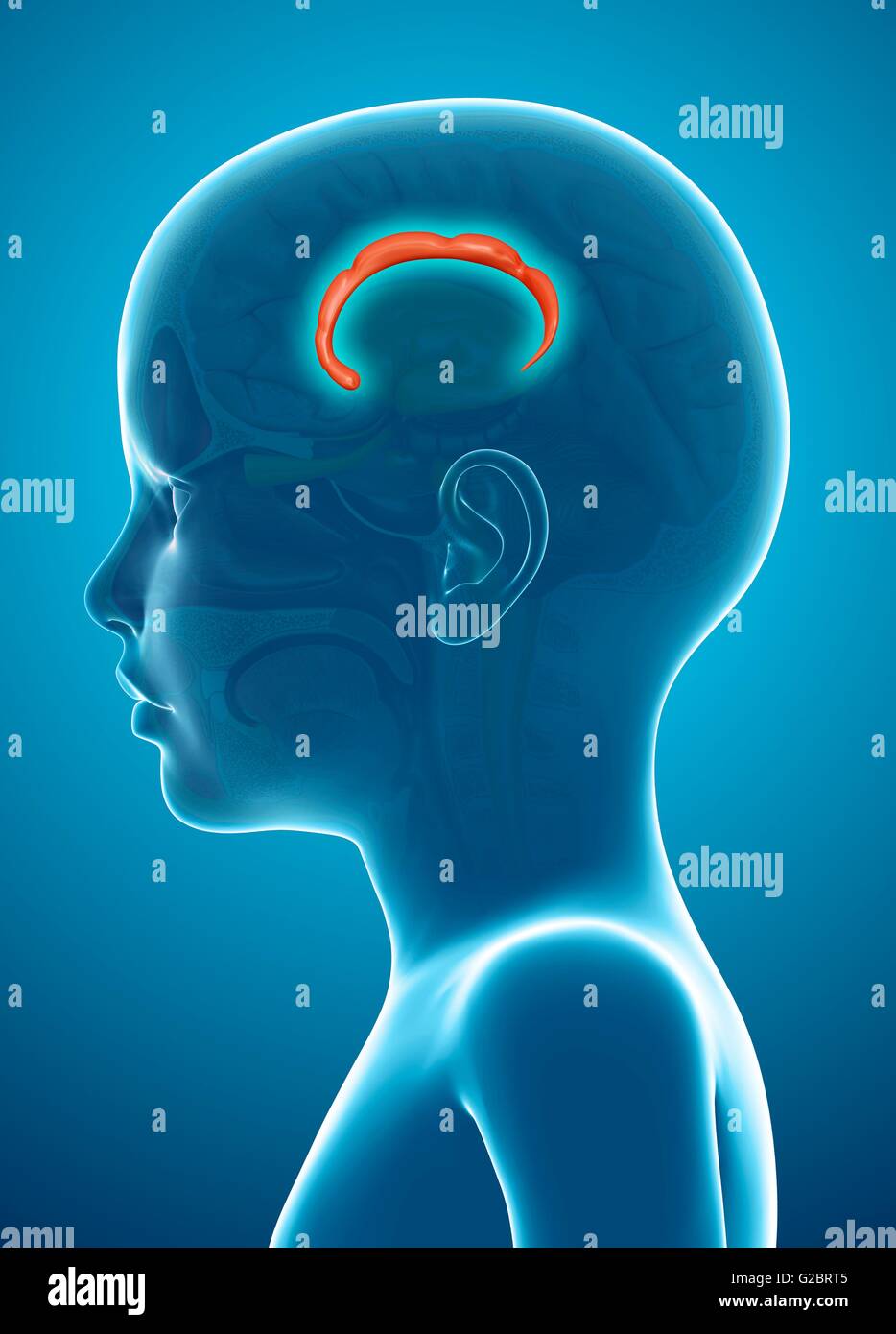 Gyrus cingulaire du cerveau humain, de l'illustration. Banque D'Images
