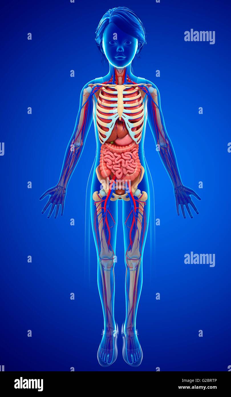L'anatomie humaine, de l'illustration. Banque D'Images