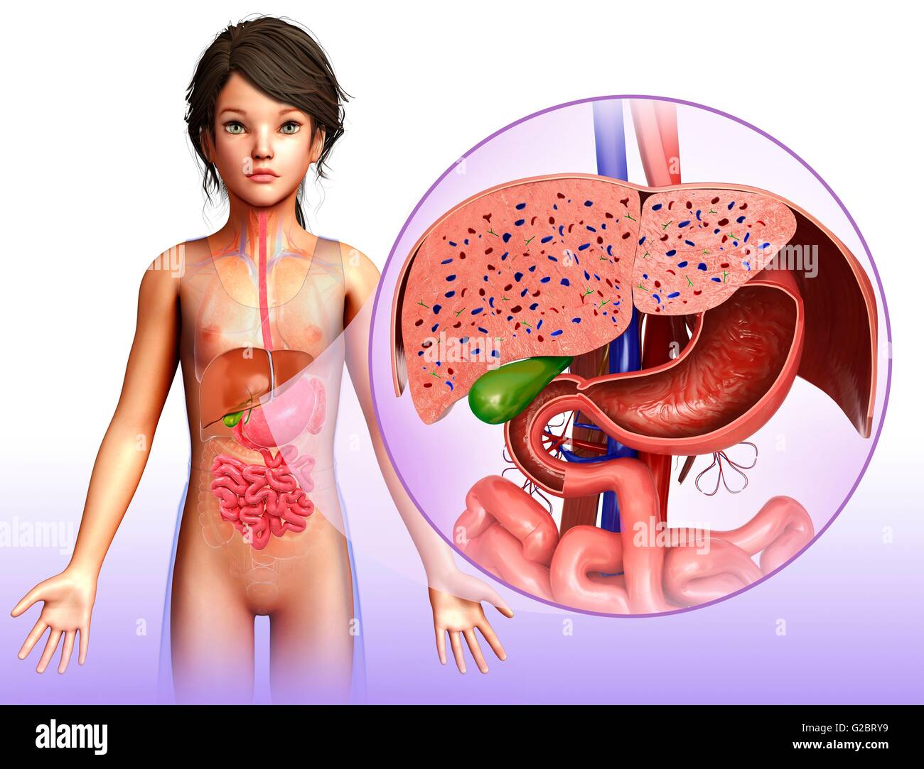 Anatomie du foie humain, illustration. Banque D'Images