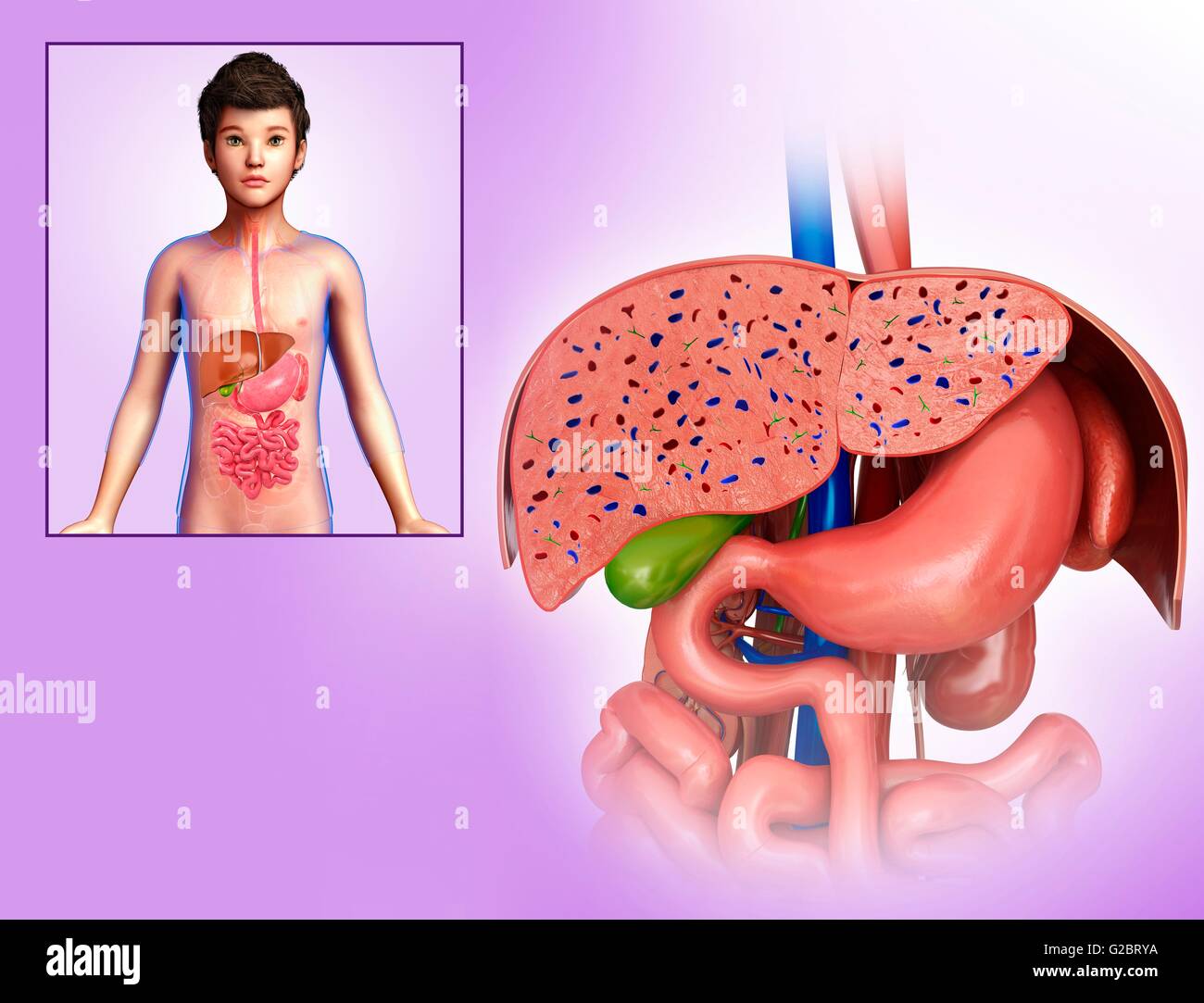 Anatomie du foie humain, illustration. Banque D'Images