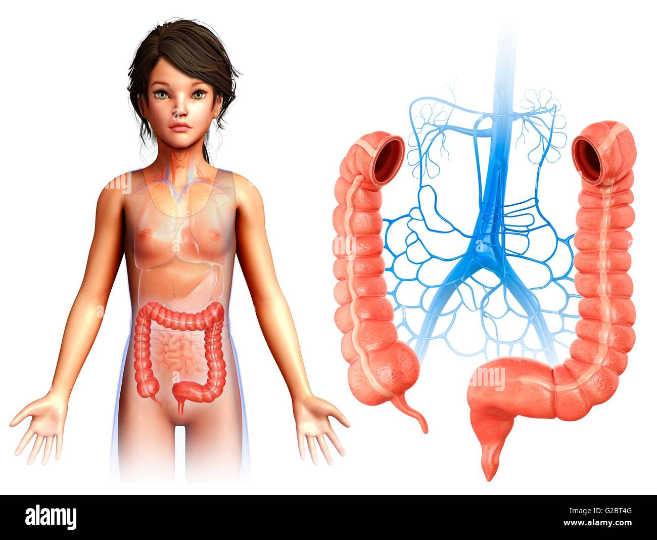 Gros intestin d'un enfant, de l'illustration. Banque D'Images