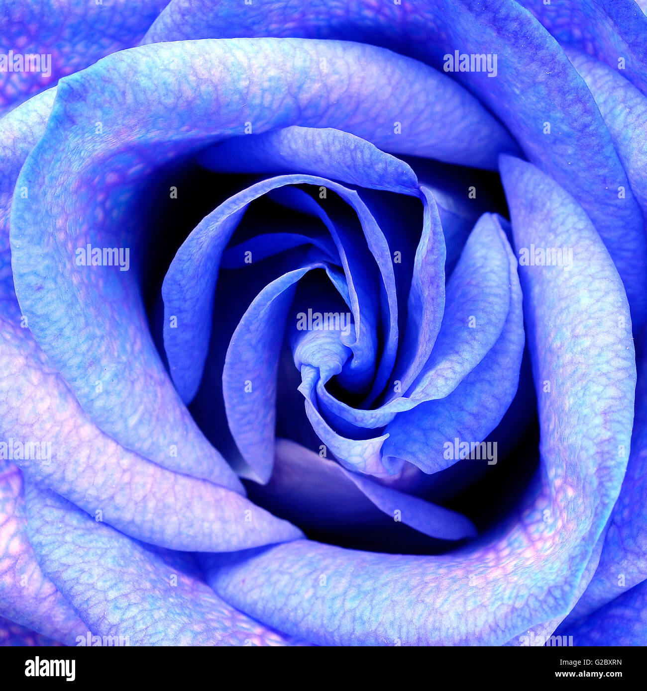 Close up de pétales de rose bleu Banque D'Images