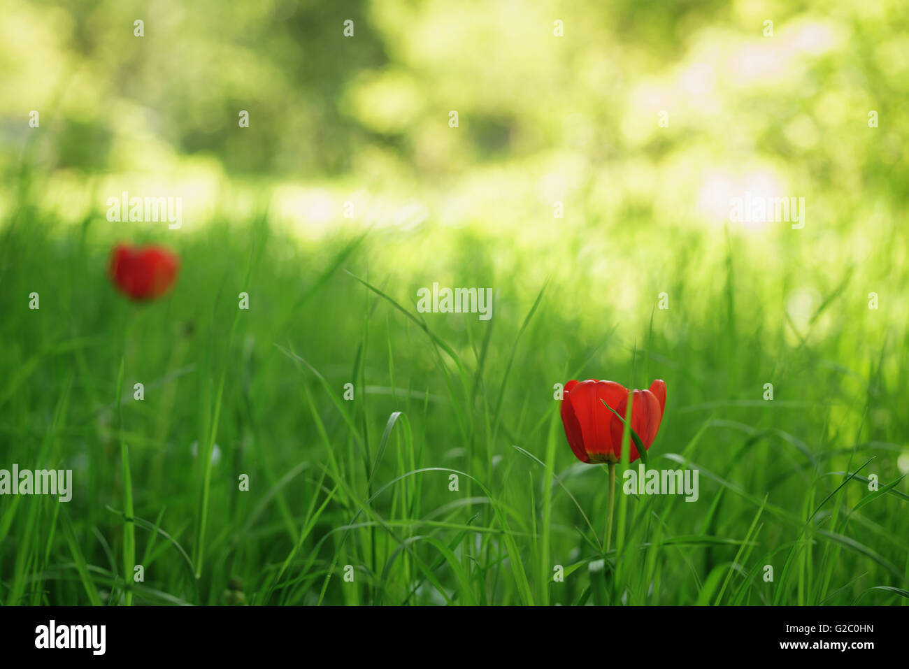 Deux tulipes rouges dans l'herbe de printemps vert Banque D'Images