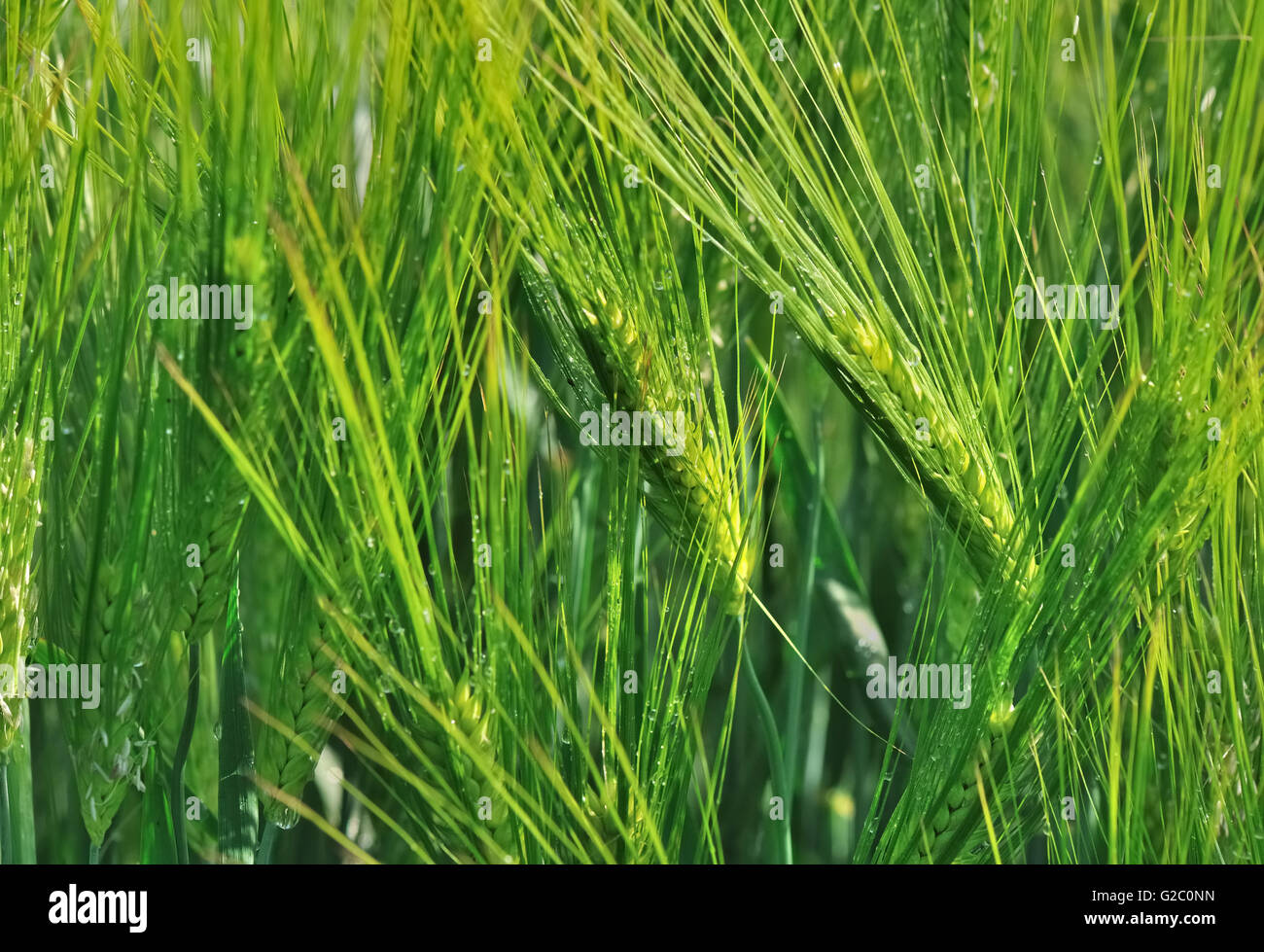 Grain de blé dans un champ vert Banque D'Images