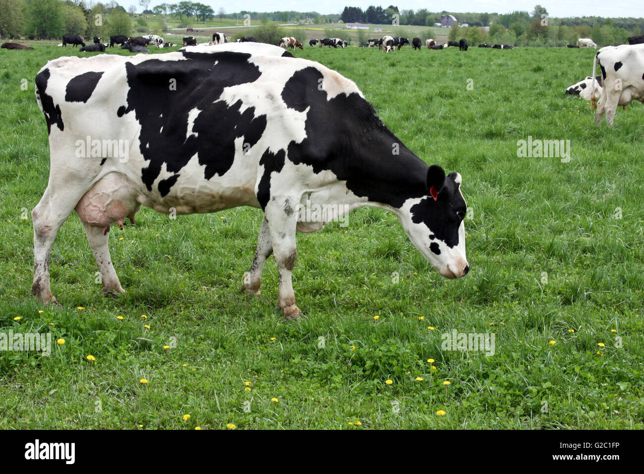 L'élevage de bovins Holstein sur un champ agricole Banque D'Images