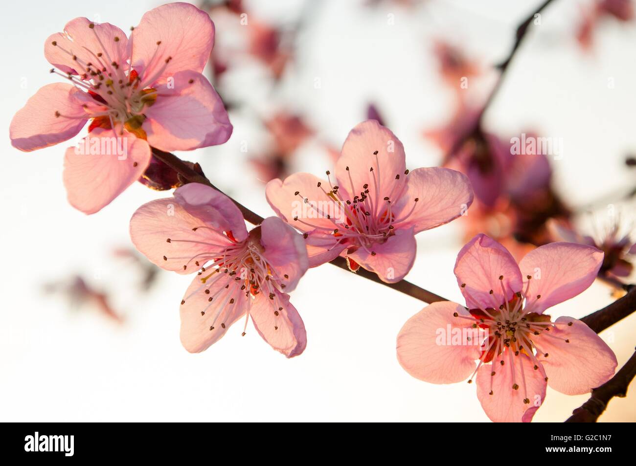 Branche de l'arbre d'abricot avec des fleurs roses au printemps Banque D'Images