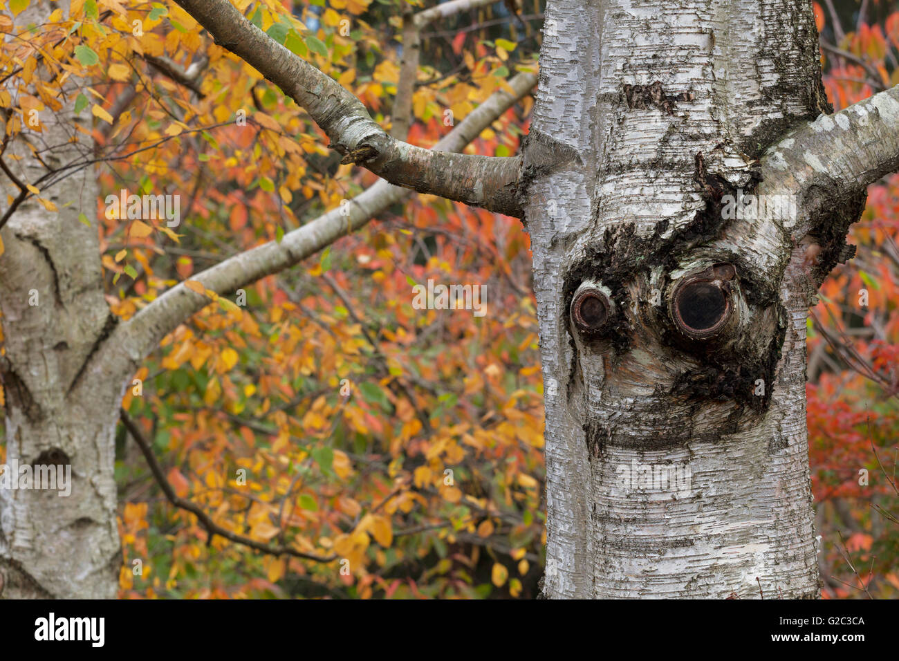 Tronc de l'arbre ressemble à visage souriant dans le jardin d'automne doré Banque D'Images