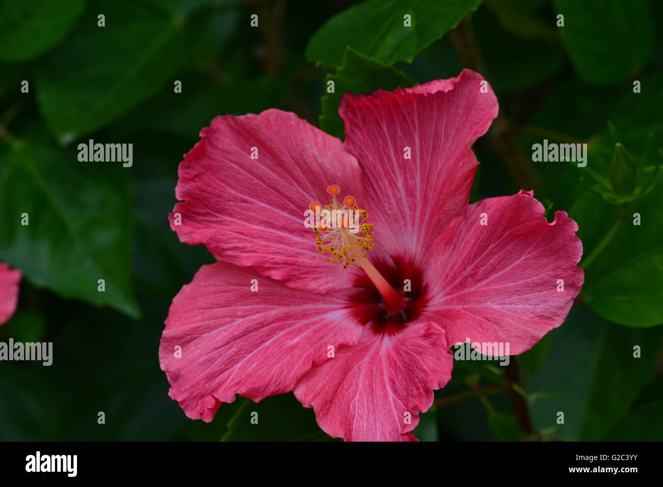 Jolie rose hibiscus, fleur tropicale. Banque D'Images