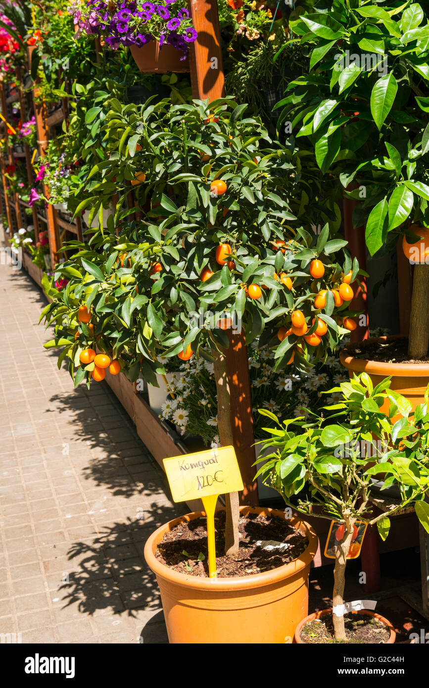 Espagne Catalogne Barcelone Eixample La Concepcio kumquat et orangers a vendre construit 1888 spécialiste de marché aux fleurs Banque D'Images