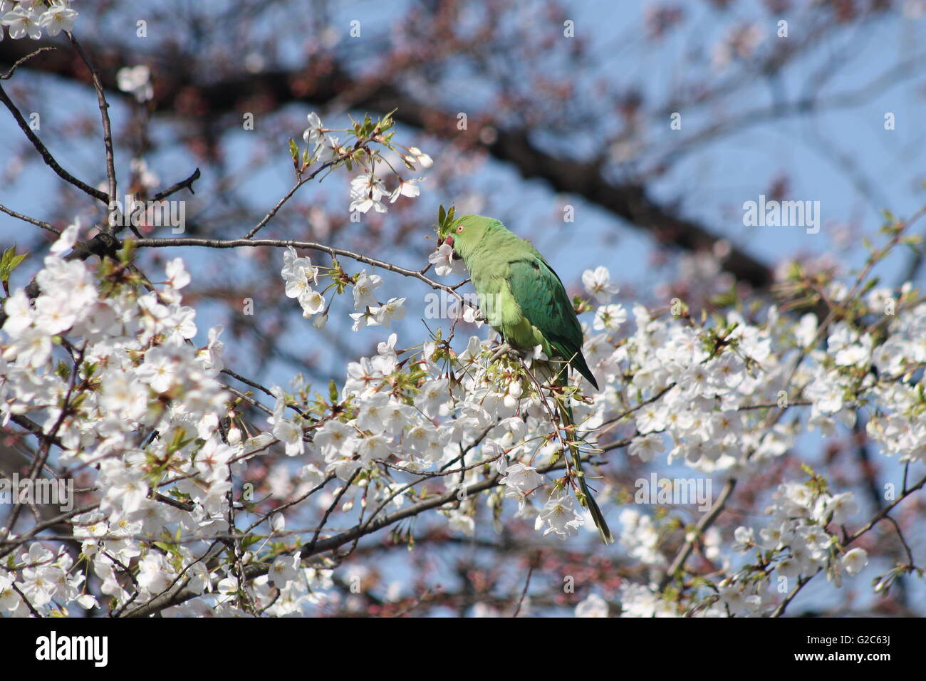 Perruche de déjeuner sur un arbre en fleurs au parc Ueno à Tokyo Banque D'Images