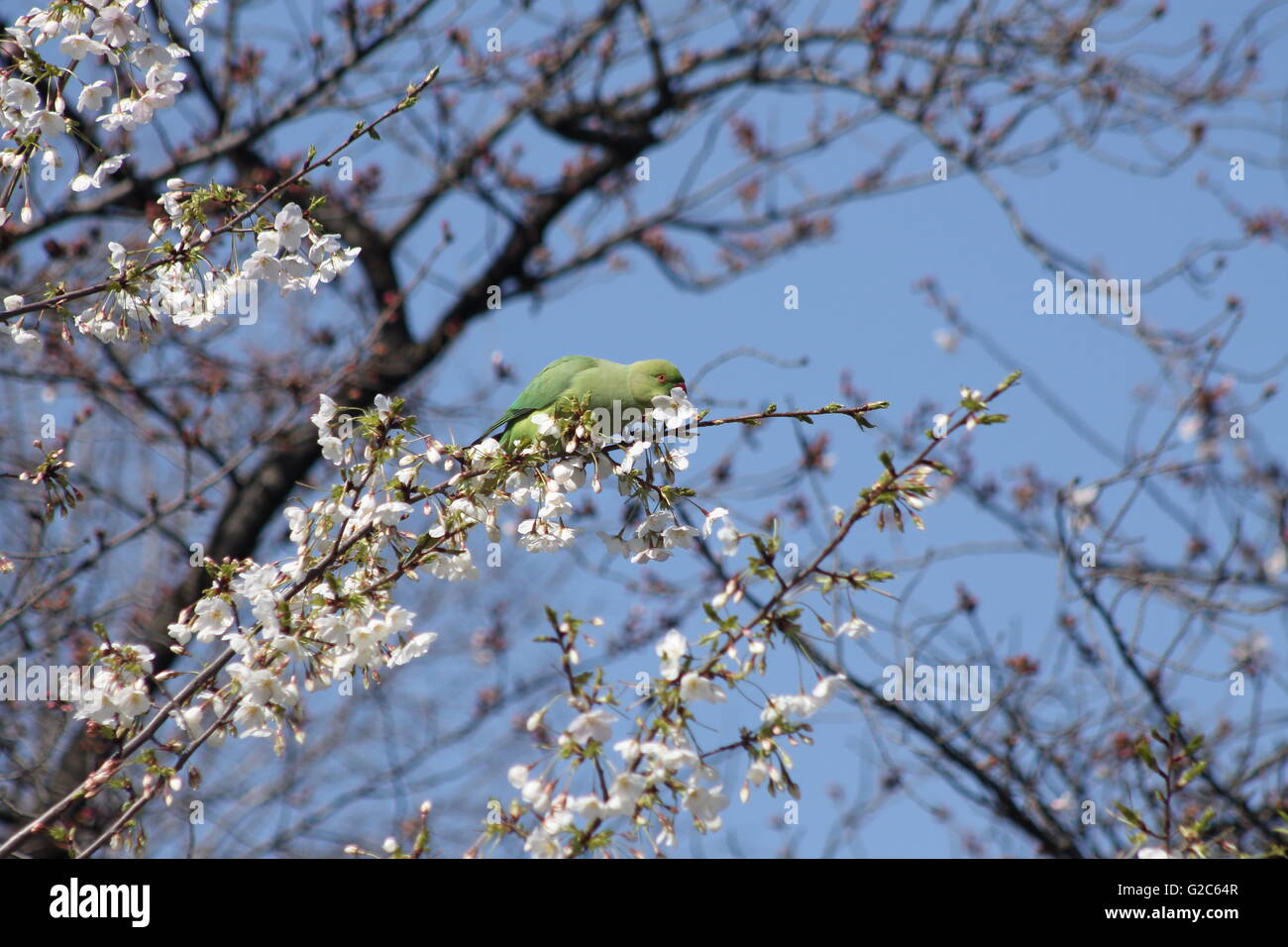 Sur le grignotage Parakeet fleurs au parc Ueno à Tokyo Banque D'Images