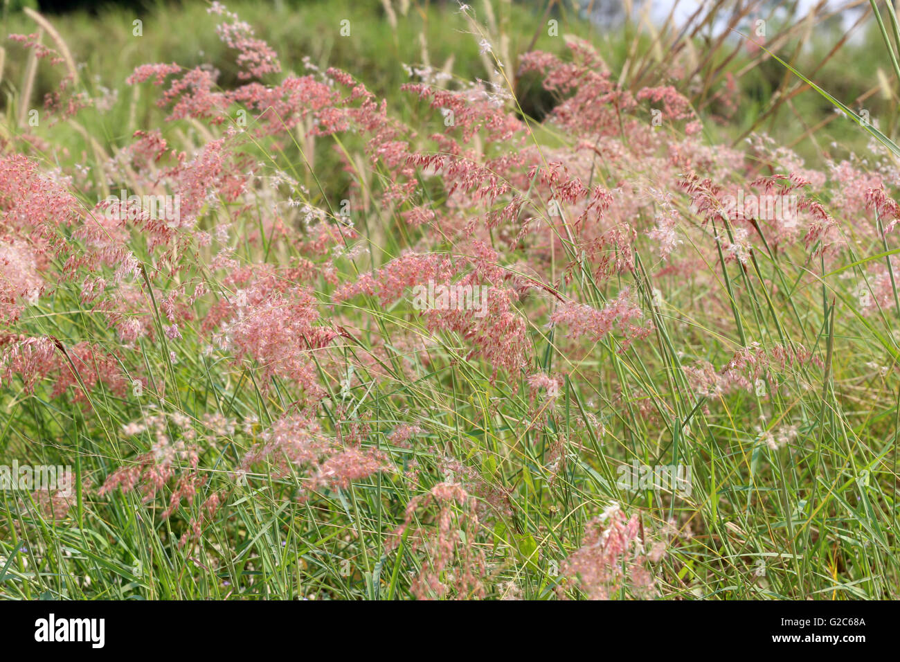 Fleur de l'herbe dans la cour pour la conception de fond naturel. Banque D'Images