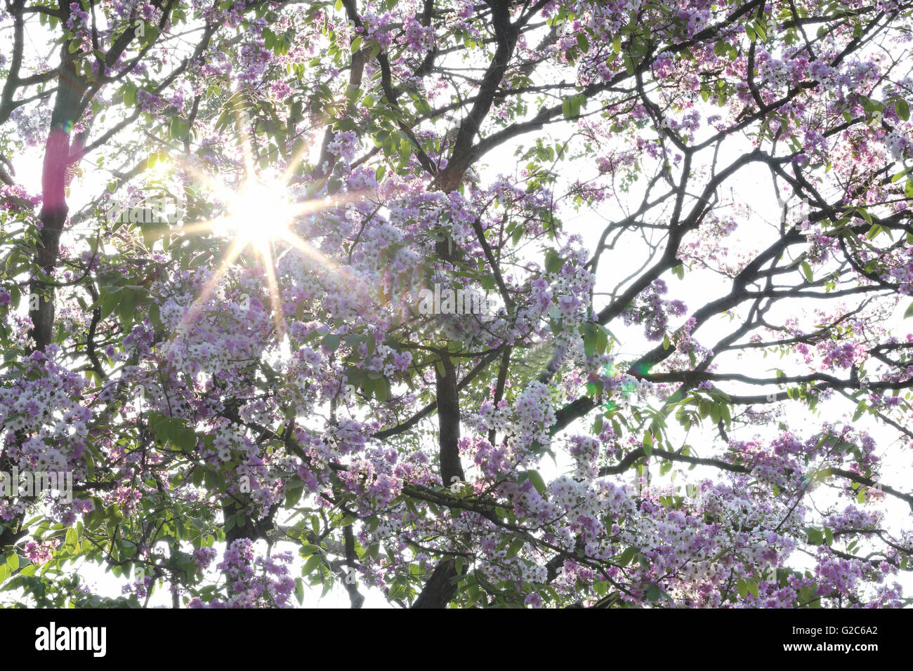 Rayon du soleil sur Lagerstroemia speciosa ou tabak arbre en Thaïlande,plante vivaces fleurissent une fois par an. Banque D'Images