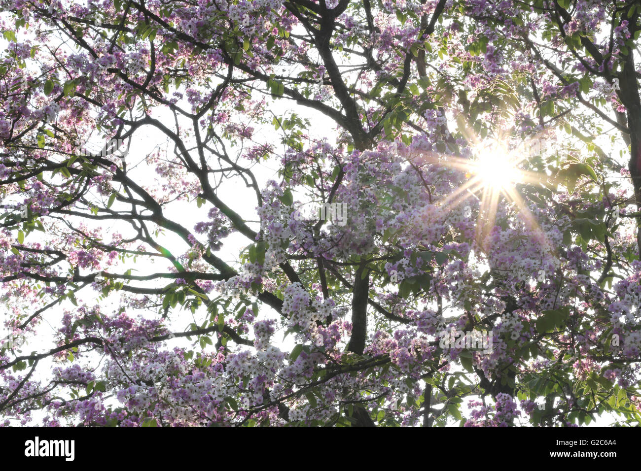 Rayon du soleil sur Lagerstroemia speciosa ou tabak arbre en Thaïlande,plante vivaces fleurissent une fois par an. Banque D'Images