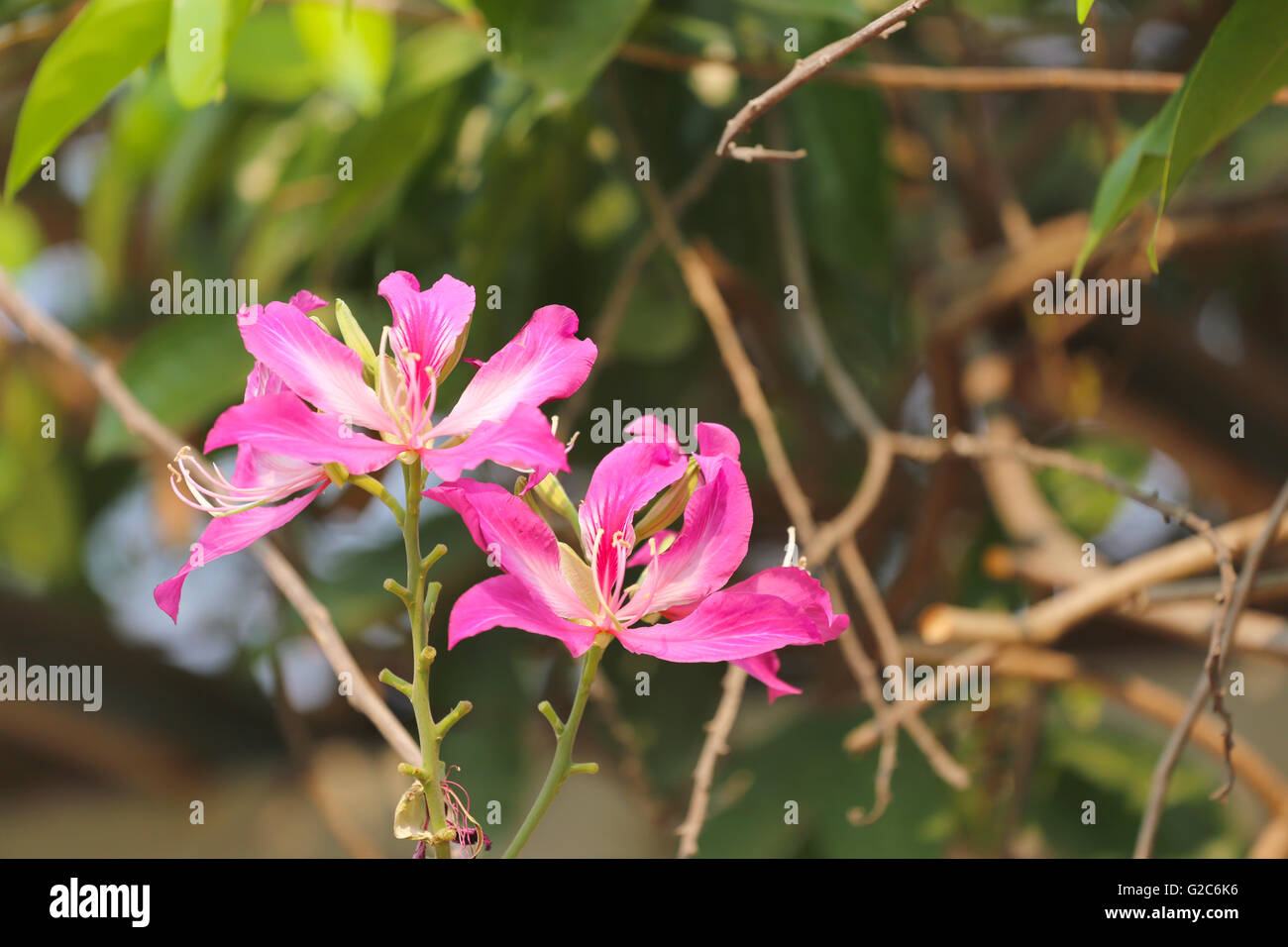 Arbre papillon fleur rose fleur et ont dans le jardin, la flore tropicale en Thaïlande. Banque D'Images