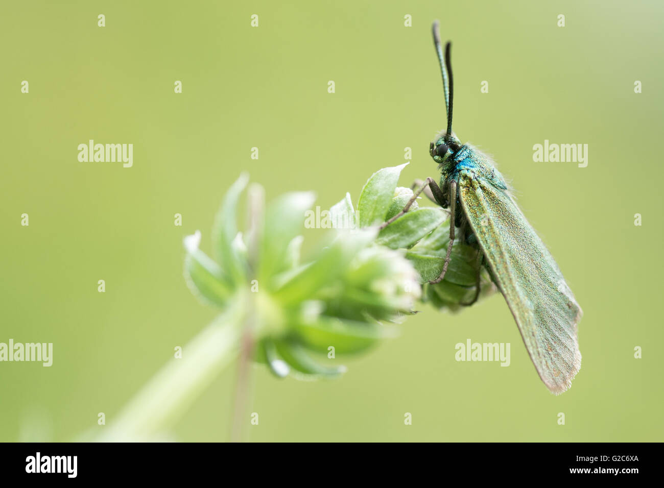 Le ciste) Forestier (Adscita geryon). Vert irisé papillon de la famille des Zygaenidae, au repos dans une prairie calcaire britannique Banque D'Images