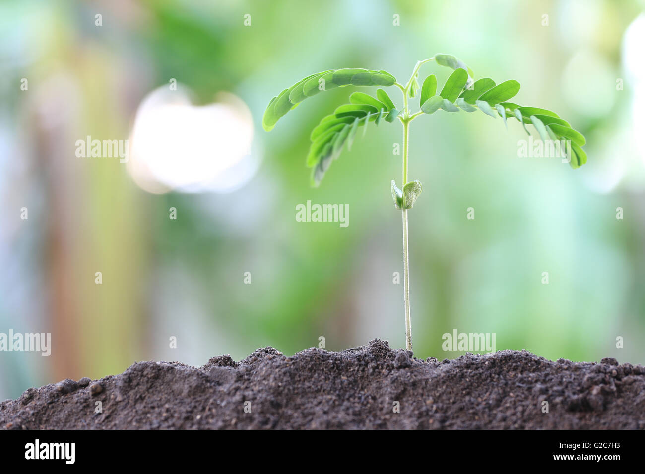 Les plantules du tamarinier sont poussent sur le sol dans l'arrière-cour,concept de croissance. Banque D'Images