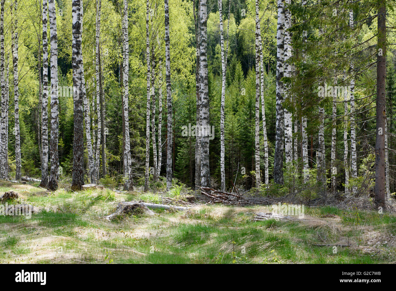 Les bouleaux et les verts de printemps, Bergslagen, Suède Banque D'Images