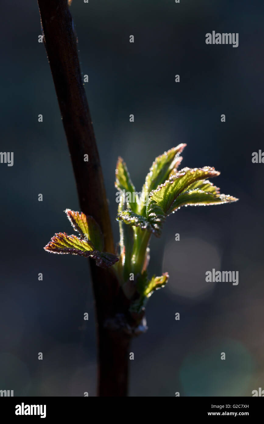 Close up of a tree bud, Tiresta parc national, la Suède Banque D'Images
