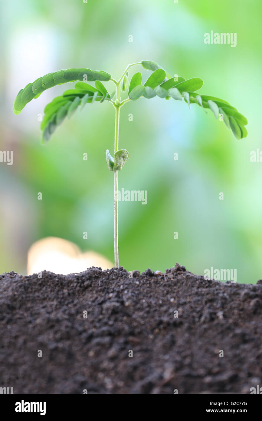 Les plantules du tamarinier sont poussent sur le sol dans l'arrière-cour,concept de croissance. Banque D'Images