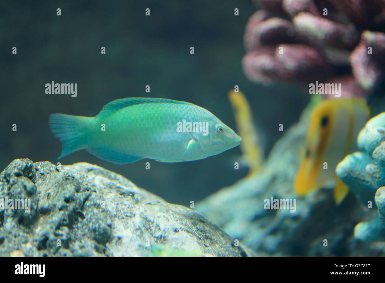 Poisson perroquet perroquet sombre ou dans la mer. Banque D'Images