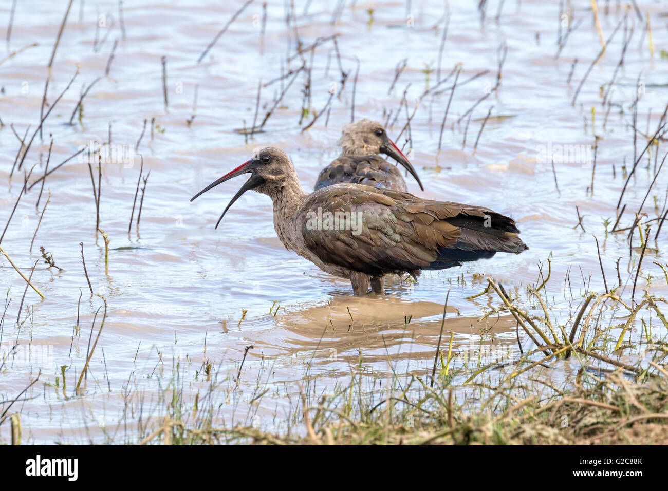 Une paire de bostrychia hagedash hadeda ibis () au bord d'un étang Banque D'Images