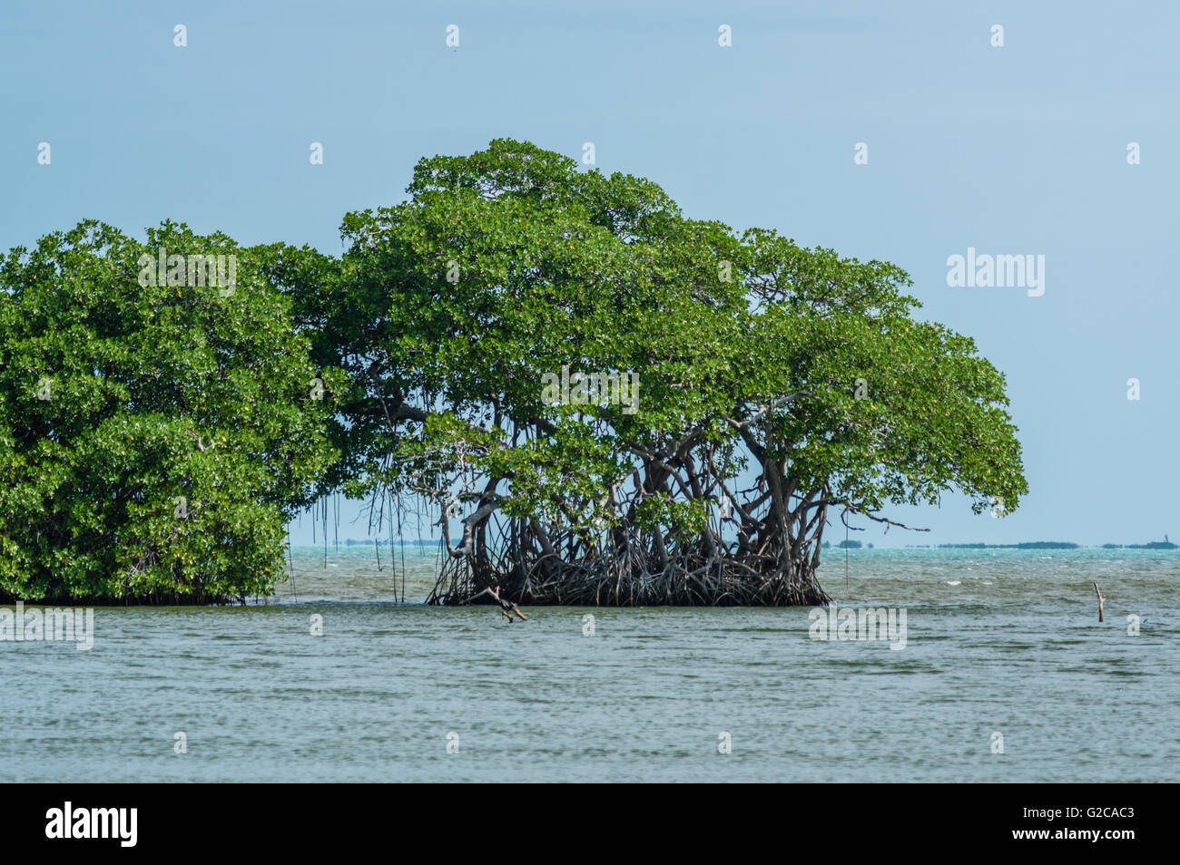 Marais de mangroves le long de la côte du Belize. Belize City, Belize Banque D'Images