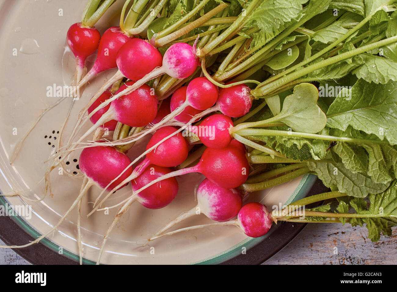 Feuille De Radis Pour Lapin Nain www.alamyimages.fr