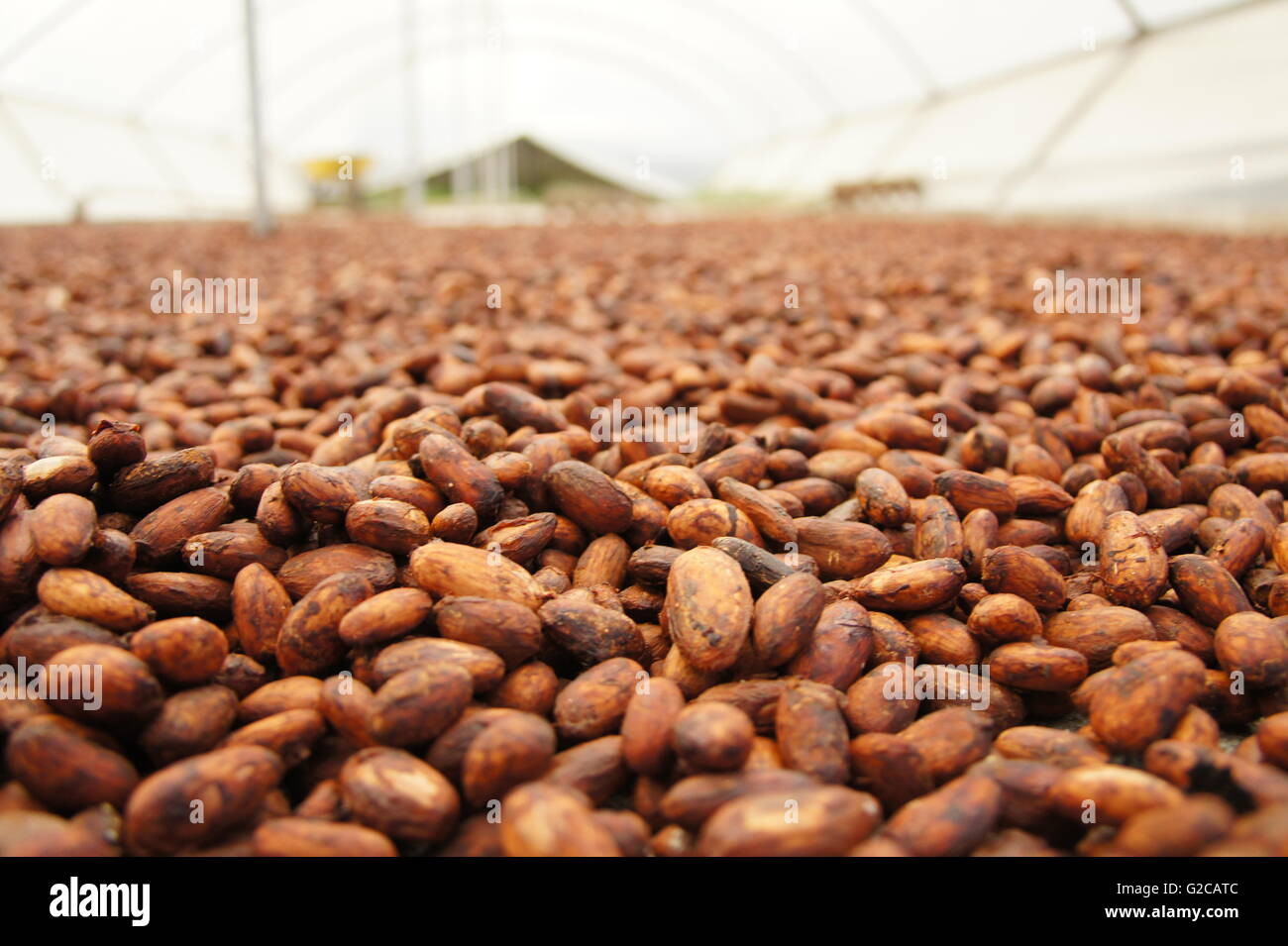 Fabrication de cacao. Banque D'Images