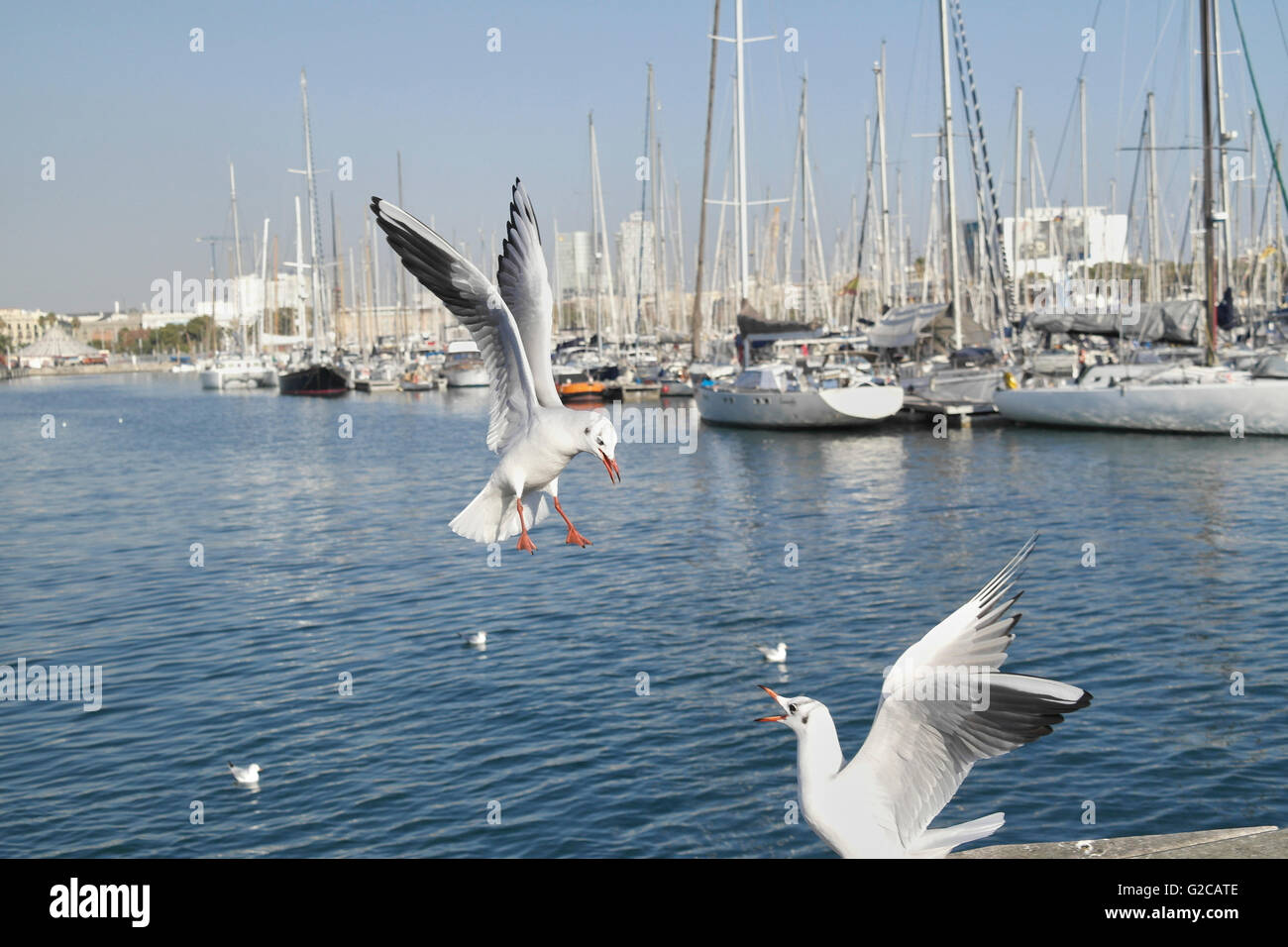 Deux mouettes au port de Barcelone - Espagne Banque D'Images