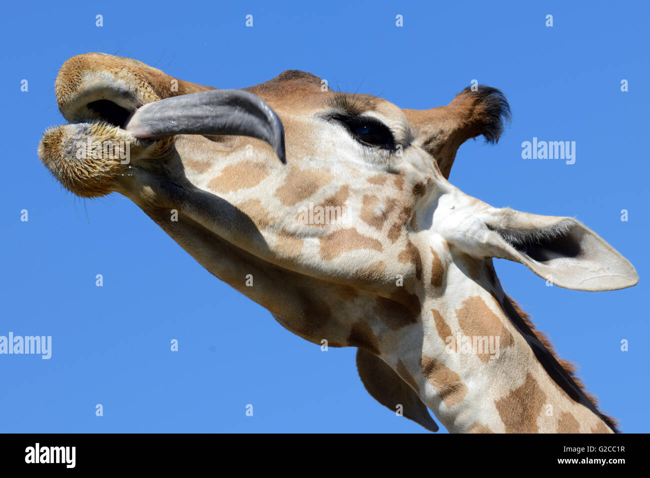 Longue Langue et le chef d'une giraffe réticulée ou Somali Girafe (Giraffa camelopardalis reticulata) Banque D'Images